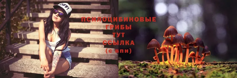 купить наркоту  Давлеканово  Псилоцибиновые грибы Psilocybe 